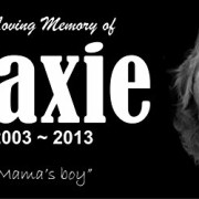 Personalized-Pet-Stone-Memorial-Marker-Granite-Marker-Dog-Cat-Horse-Bird-Human-6-X-12-0-0 Personalized-Pet-Stone-Memorial-Marker-Granite-Marker-Dog-Cat-Horse-Bird-Human-6-X-12-0-0